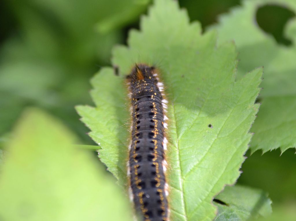 Larva di Euthrix potatoria, Lasiocampidae